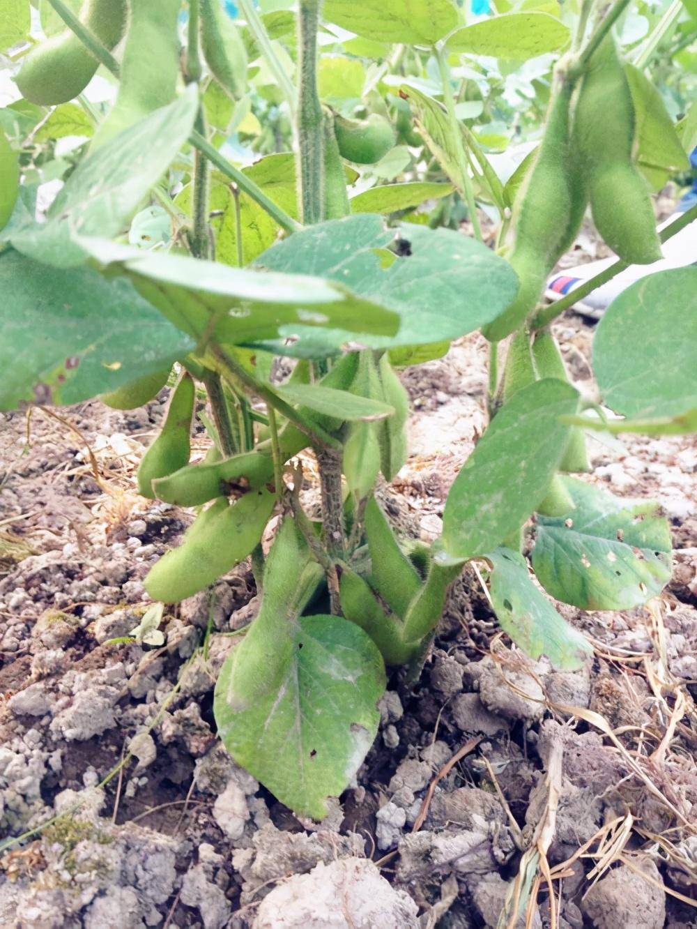 绿升原种植技术丨早春毛豆的育苗技术和方法_土壤_幼苗_进行