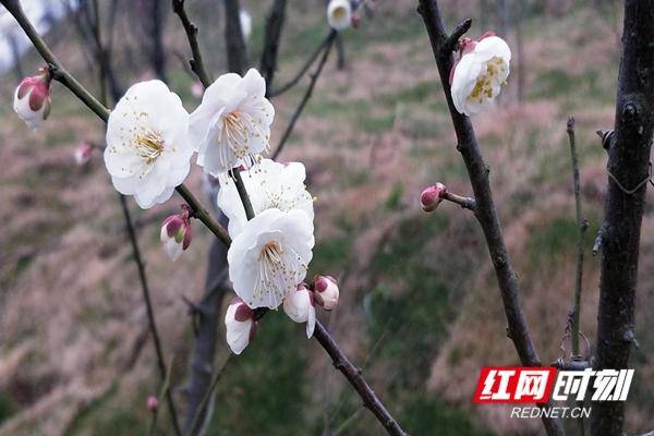 衡阳县发现了一个宝藏打卡地 这里西汉就开始种植梅花了