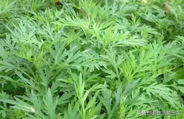 致富种植公司董事长_致富经种植_致富种植养殖