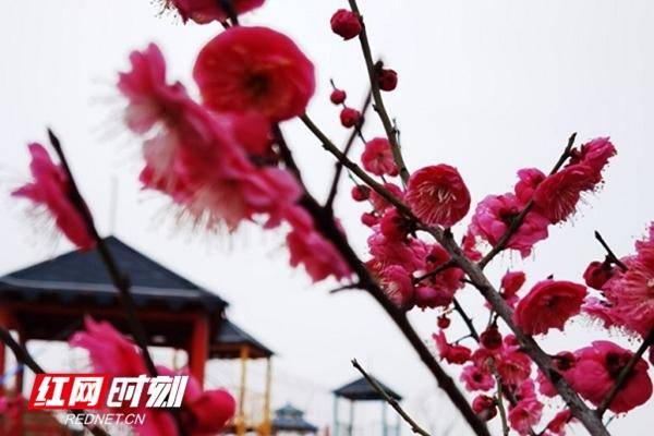 衡阳县发现了一个宝藏打卡地 这里西汉就开始种植梅花了