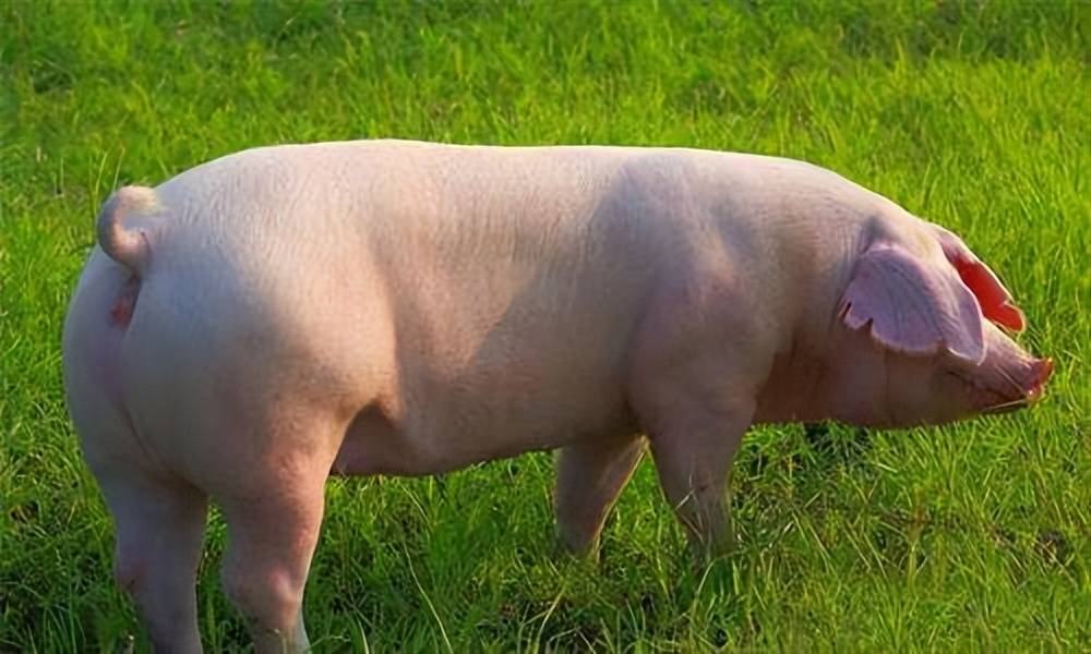 母猪b超教程图片