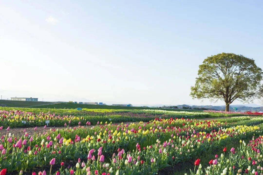 2022年世界500强榜单,揭晓家电三巨头转型的逻辑-家电圈官网