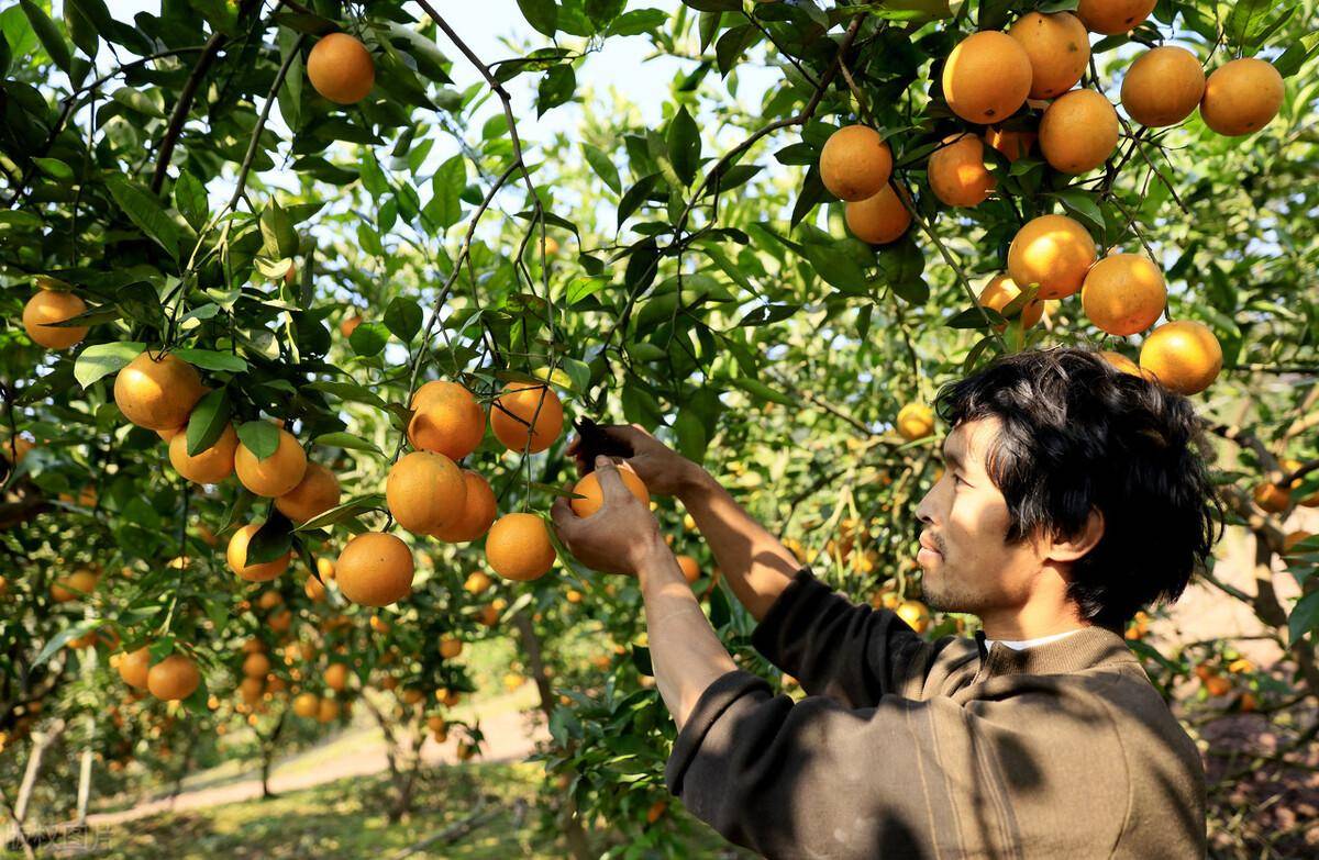 橙子中的"贵族"血橙,农民朋友要种植可选择的品种有哪些?