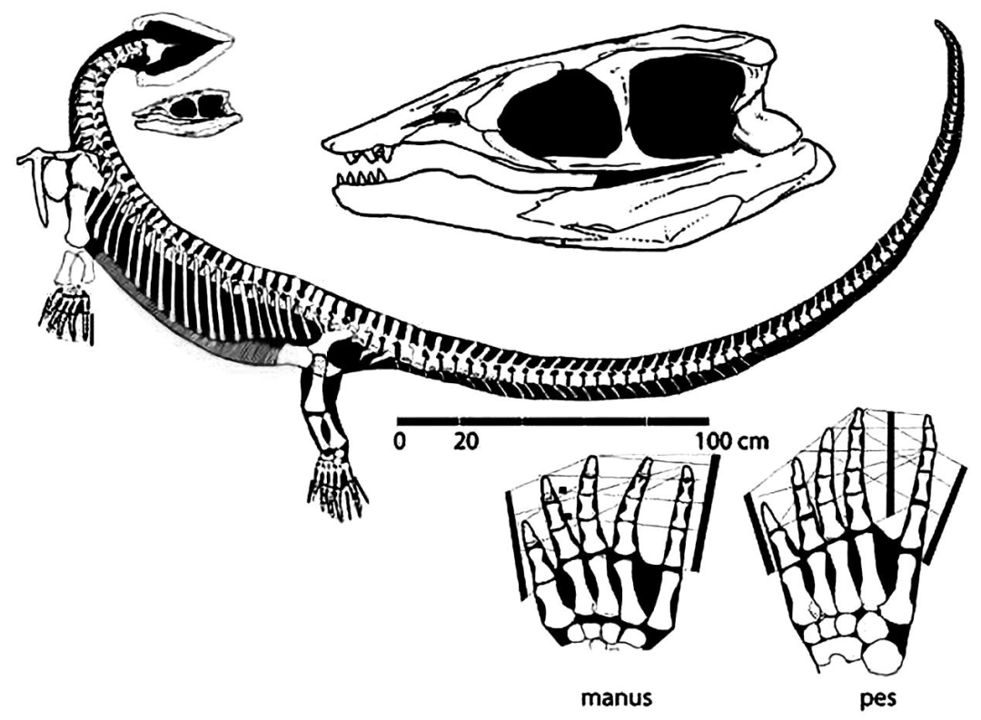 海龙类的生态分异度很大,有些种类如安顺龙,贫齿龙,它们的牙齿为圆锥