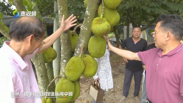 惠州有个菠萝蜜大王 致富不忘带动村里人