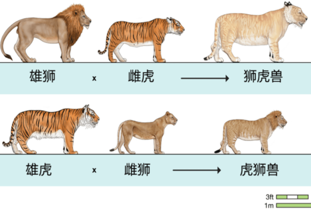 狮子老虎体型对比图片