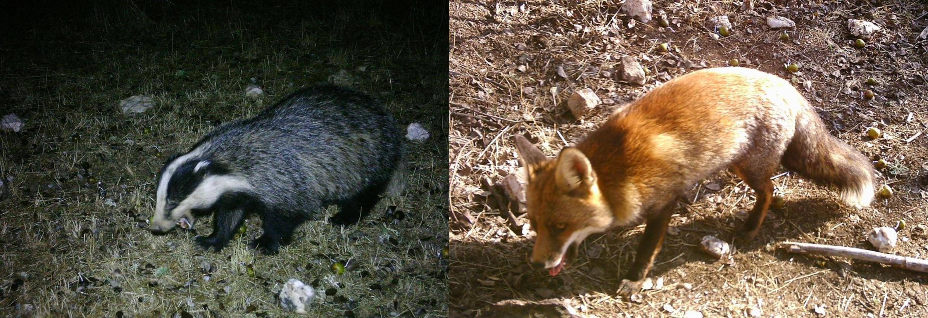 伊比利亚猞猁的回归 令当地梨树茂盛生长 它是如何带来生机的 种子 影响 食草动物