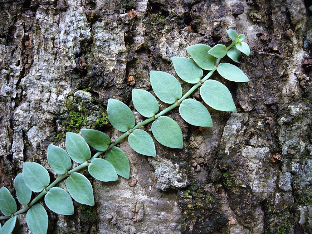 那到底是啥新兴的作物呢?它是一种名为"伸筋藤"的植物.