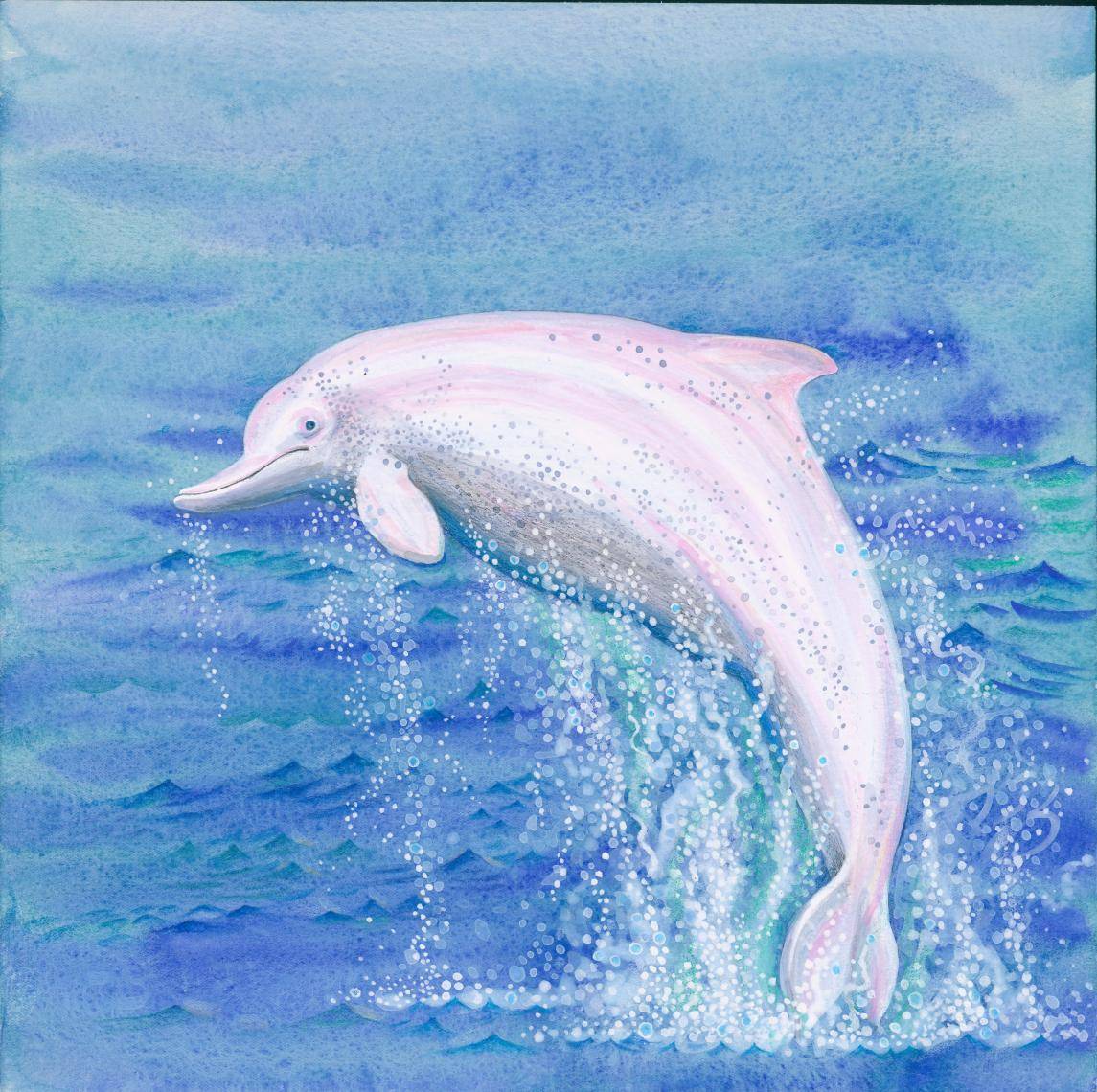 濒危水生动物系列绘本来袭中华白海豚斑海豹惹人喜爱