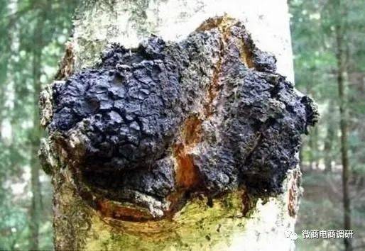 吉天合堂桦褐孔菌被指虚假宣传 六级代理涉嫌违法违规(图3)