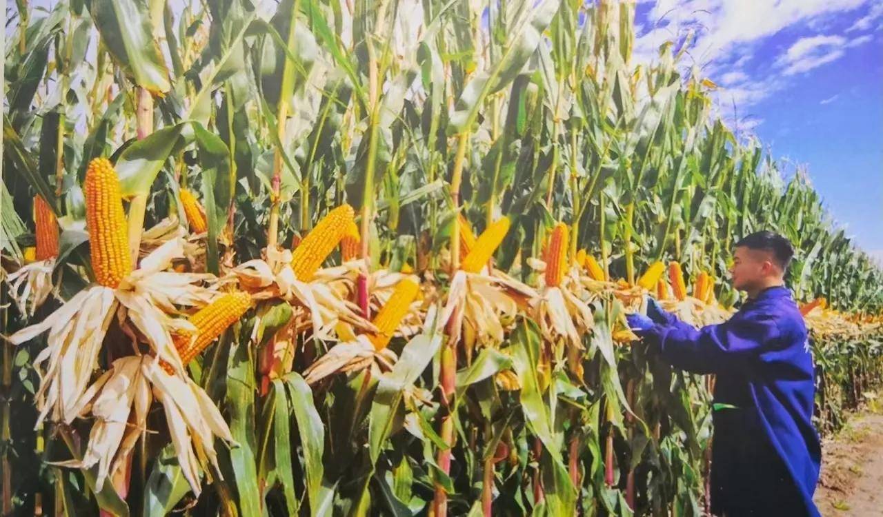玉米大垄双行品字形摆放种植技术增产原理_株数_粮质_增加了