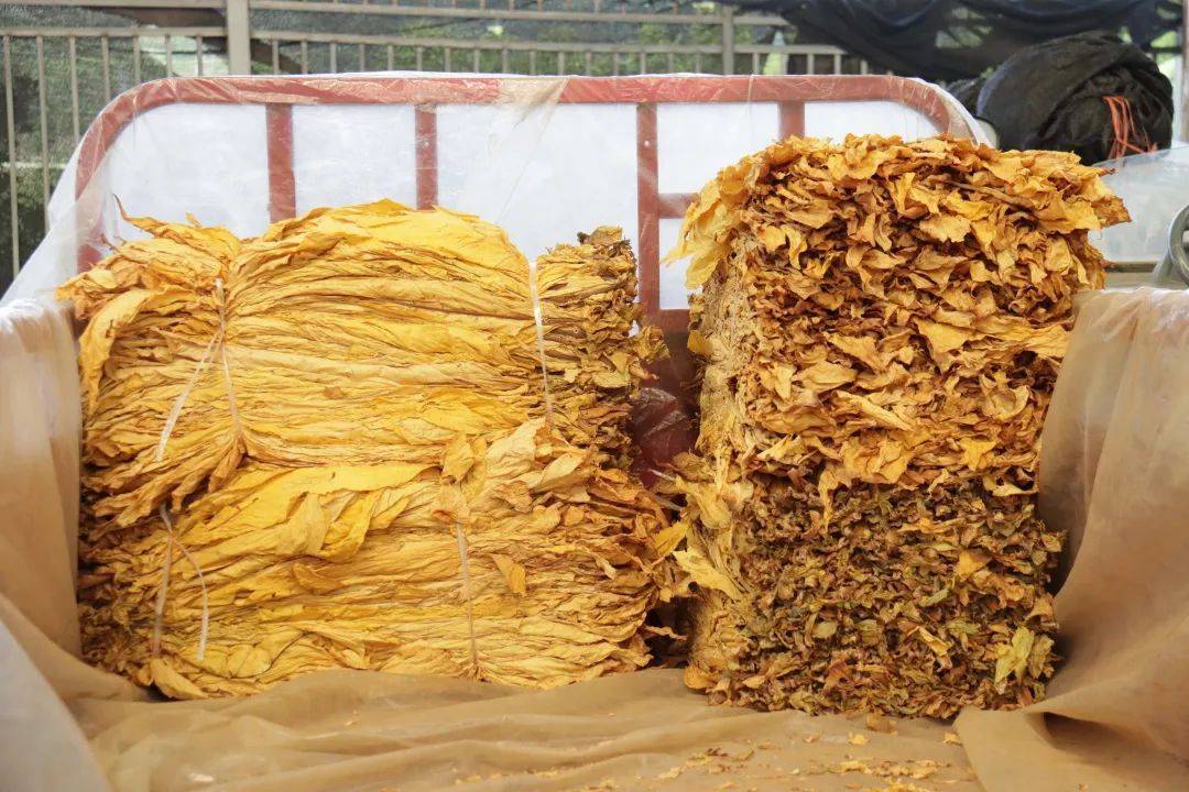 万亩烤烟进入采收季_种植_烟叶_进行