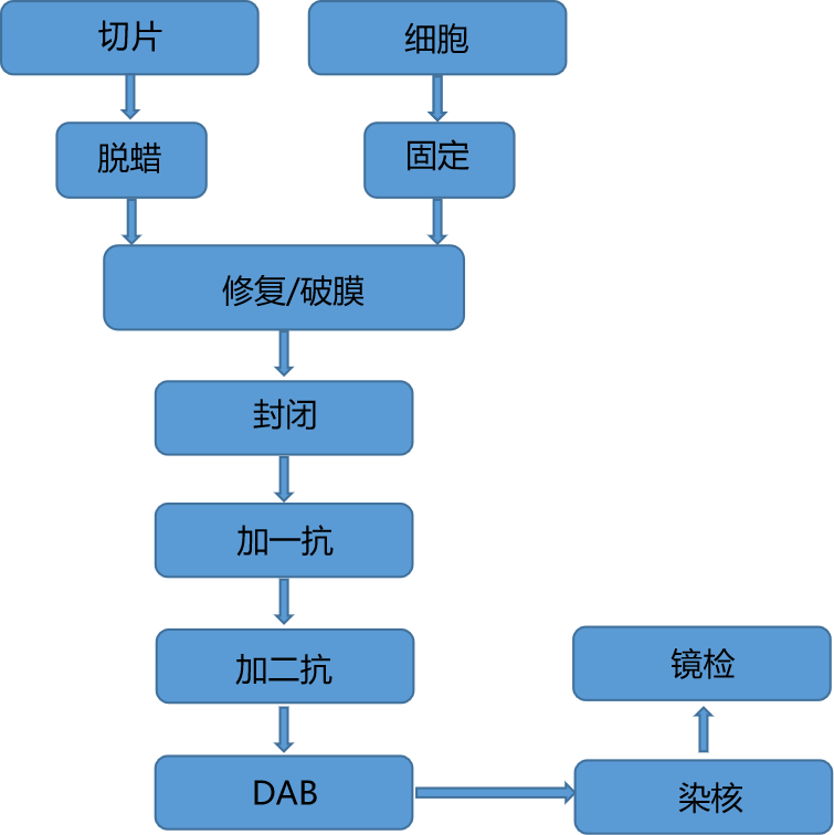 石蜡/冰冻切片免疫组化实验介绍