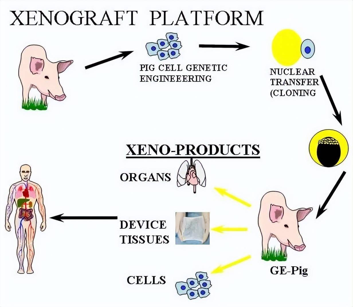 原創將豬腎移植到人體後仍可以正常工作我們的腰子是否有救了