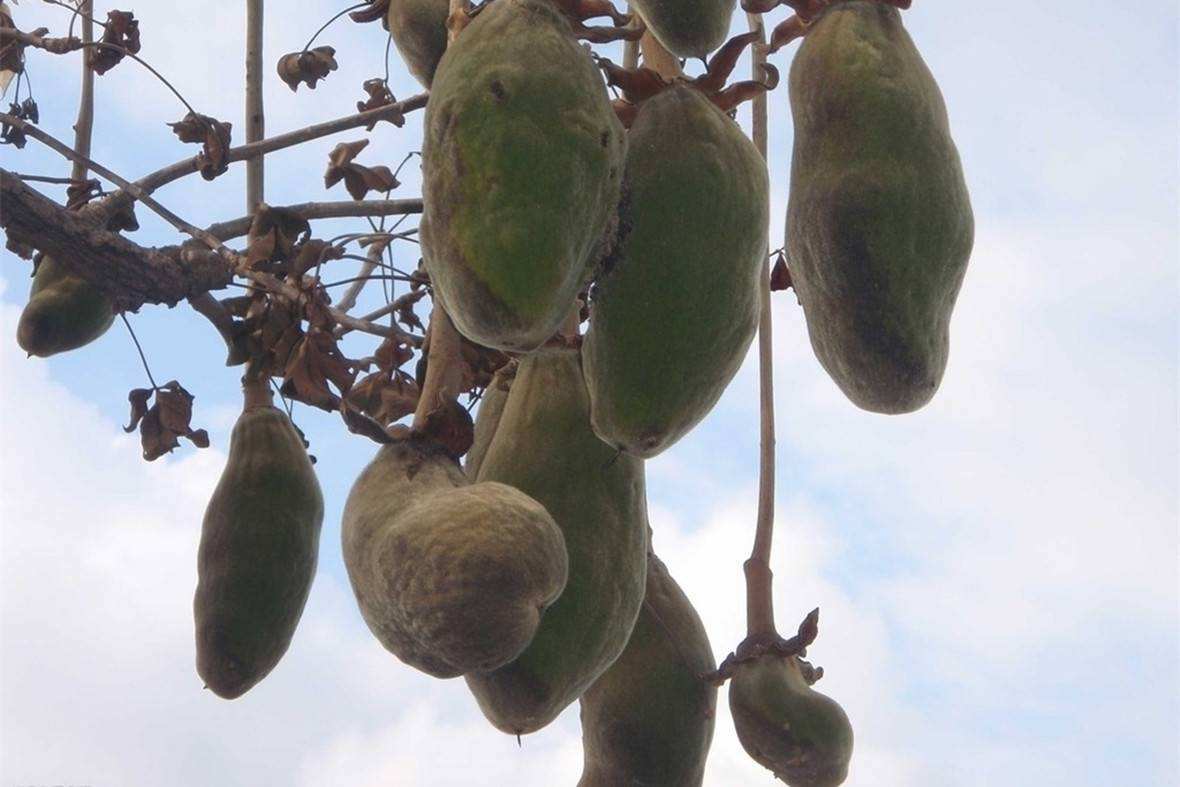 的原料,2009年,美国的食品与药品管理局也认可猴面包树果实是安全食物