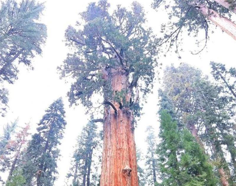 世界上最大的树，超3500年树龄，重2800吨，你见过吗？