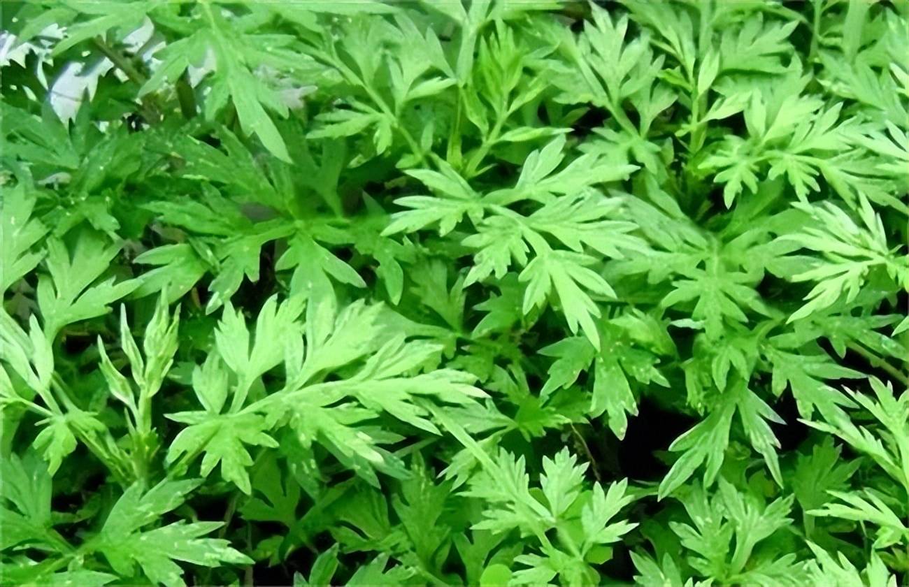 客家"粄"食小吃——艾粄