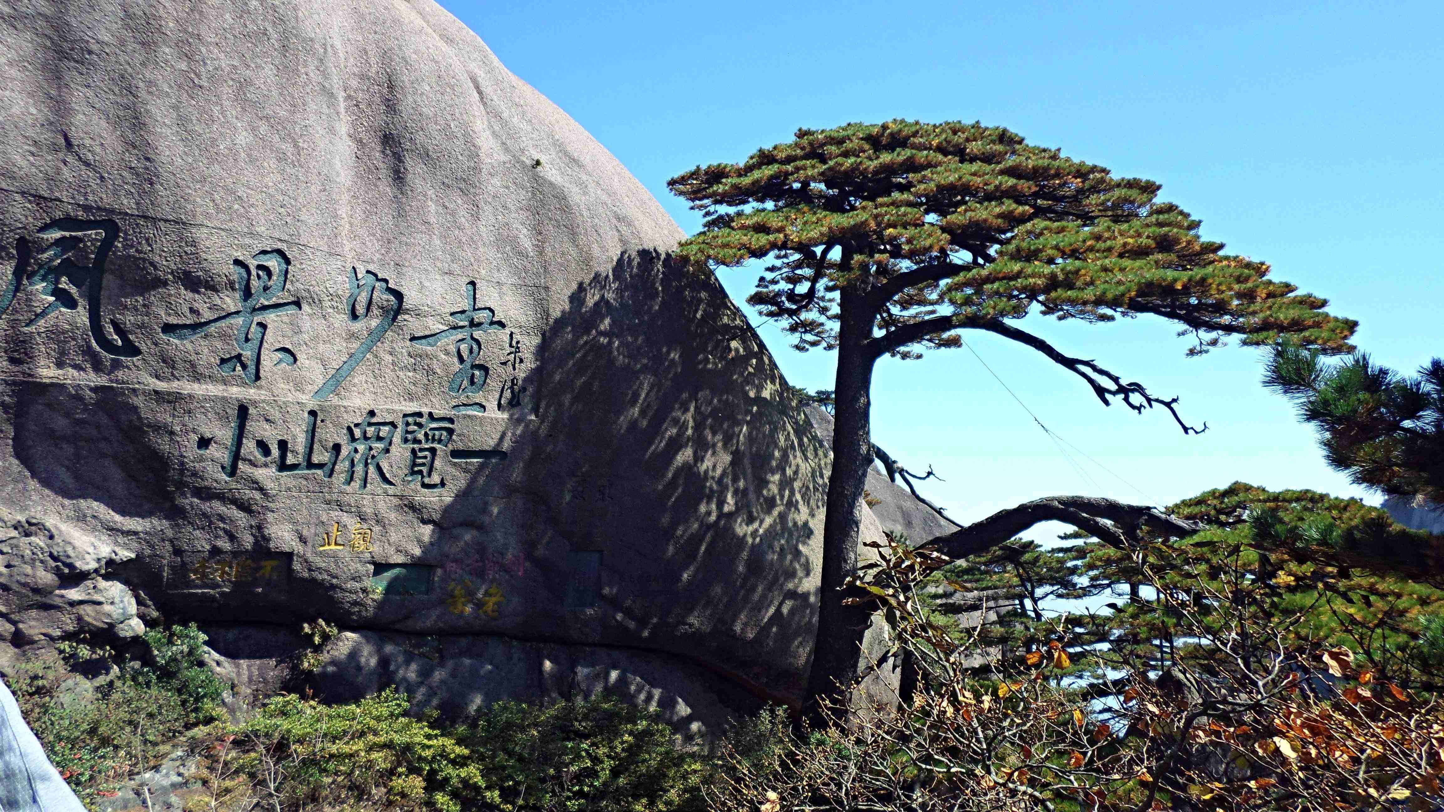 中国三棵树很罕见:1棵投保1亿,1棵警卫专门保护,1棵是地球独子_迎客松