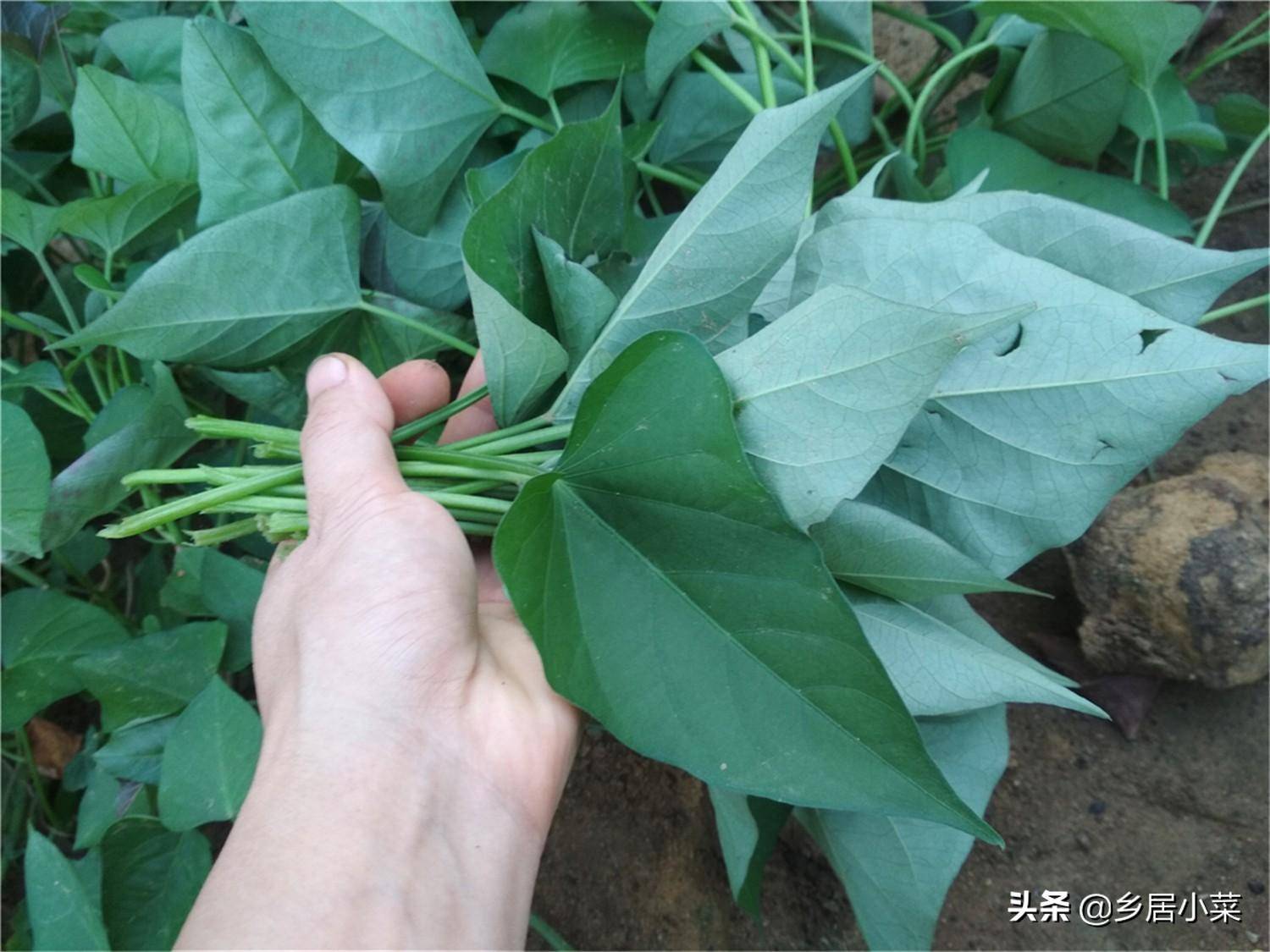 种菜只为果或叶？天暖种植两种家常蔬菜，嫩茎叶果实皆可吃太划算