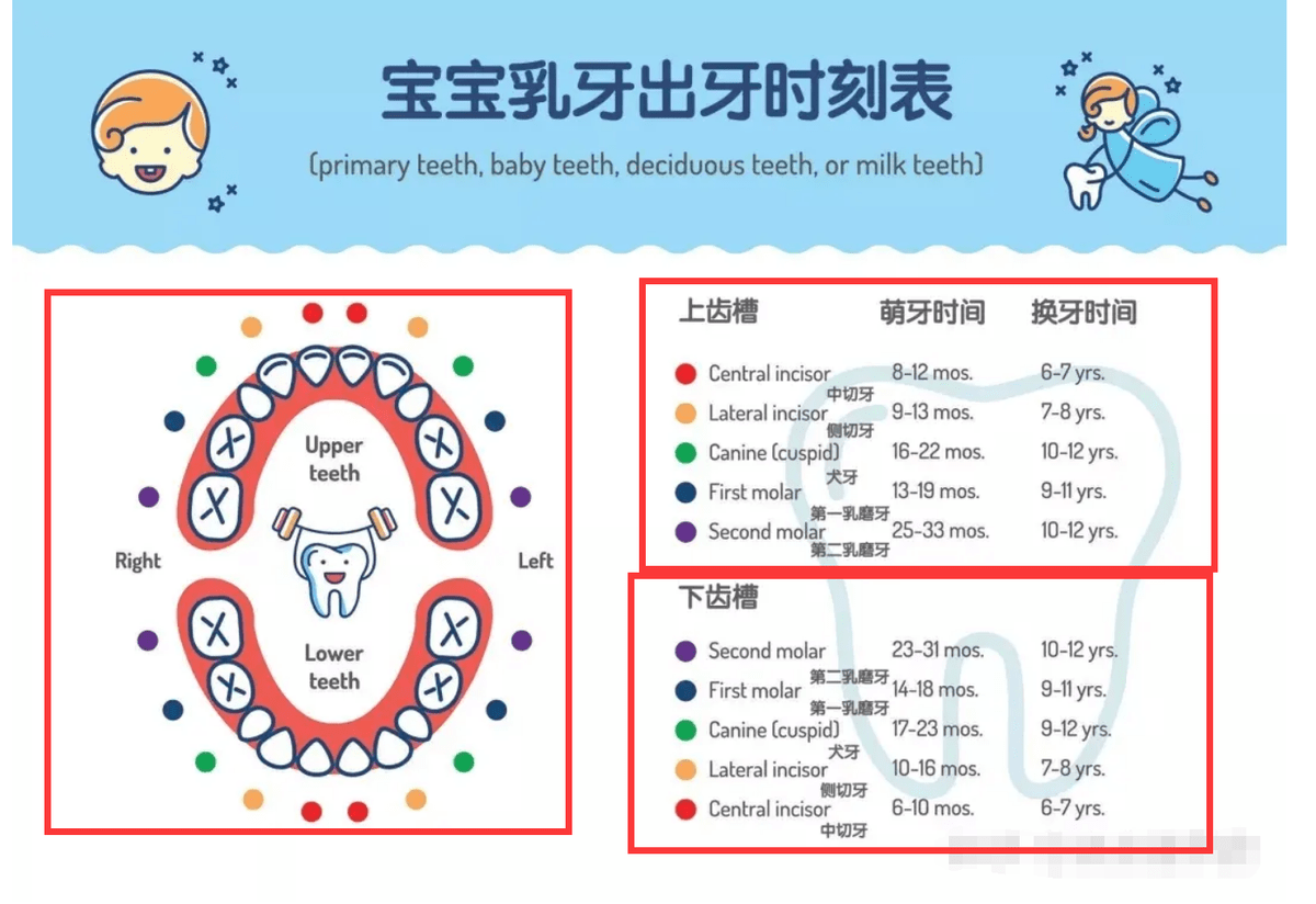 宝宝长牙期间吃什么辅食好(宝宝出牙的各个阶段内应该吃哪些食物)