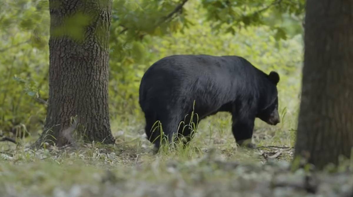 四川甘孜出现黑熊,频频进村偷吃,藏獒不敌,两只都被咬死吃掉_动植物