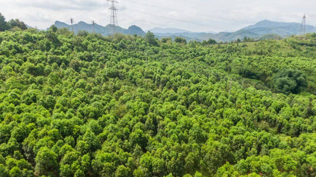 广西龙脑樟树种植基地图片