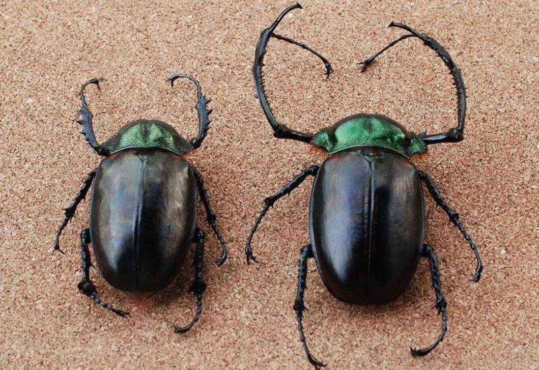 村民抓到金色甲虫,据传价值20万,专家:外壳是否含黄金还需考证_阳彩