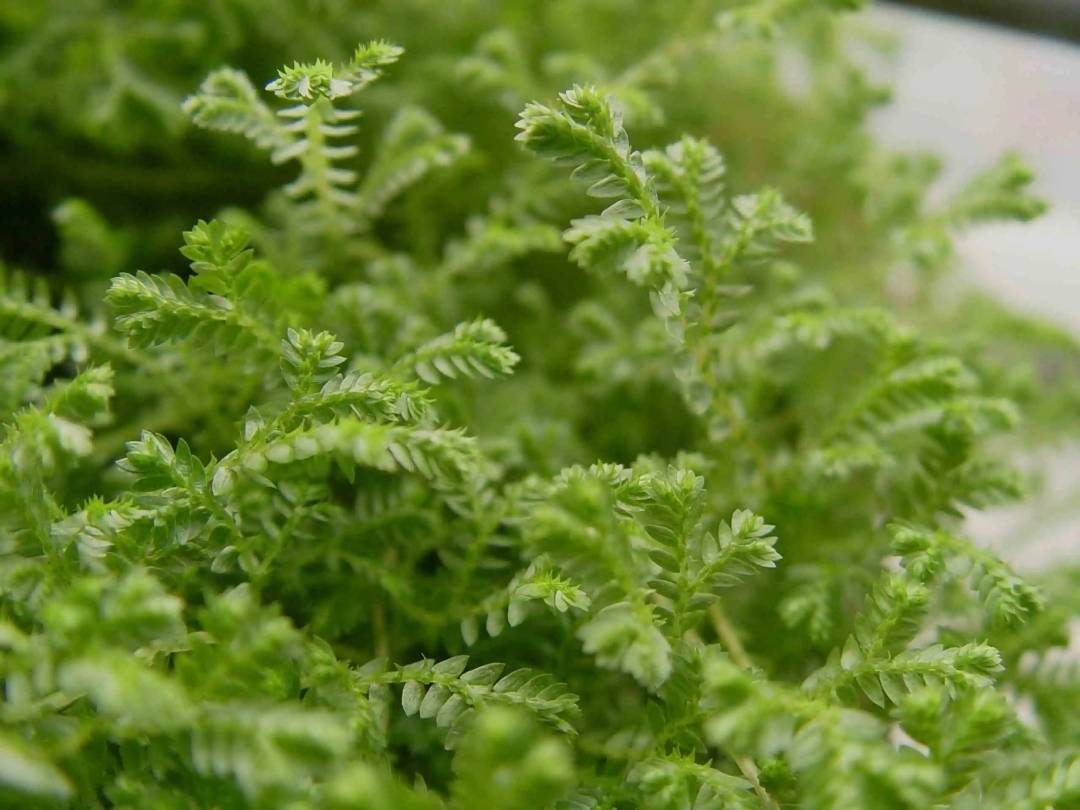 角落之美 庭院一角轻绿点缀造就大雅 植物 环境 南方