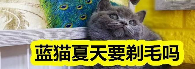 蓝猫夏天可以剃毛吗 不剃毛应该怎么降温 猫咪 毛发 散热