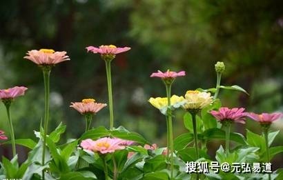原创庚子年是哪一年属什么生肖，庚子年出生的人命运