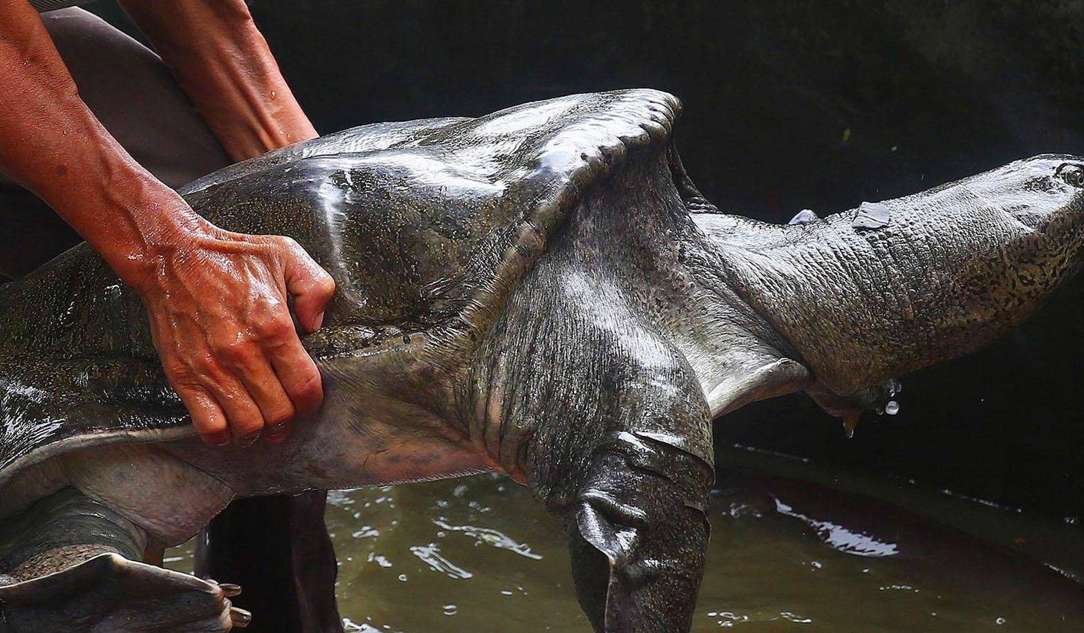 民间故事:老翁江边救一巨鳖,带回家供养十年,死后巨鳖驮来儿媳_齐云