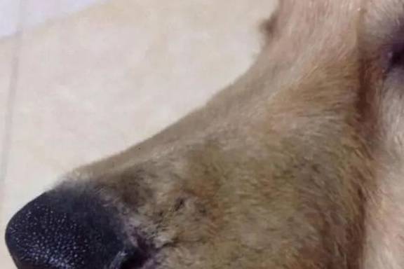 犬类的弱点在哪里呢 当你被疯狗攻击时该如何应对 不妨了解一下 人类 时候 动物