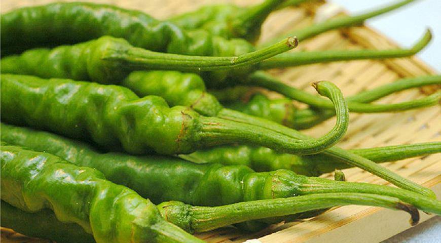 大家可认得这款歪歪扭扭的绿色辣椒?它叫糯米椒