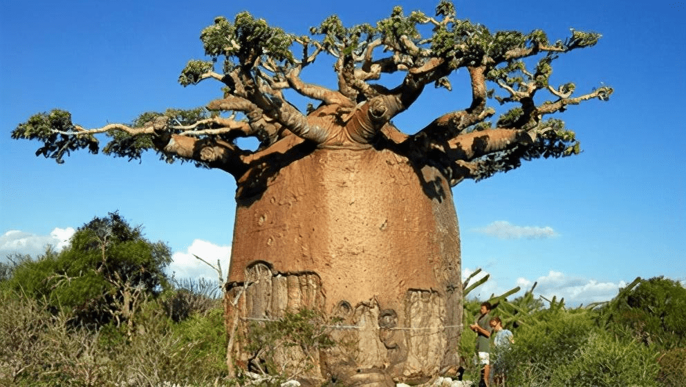 能活5千年的非洲生命树，能存水能住人，如今正在慢慢“死”去
