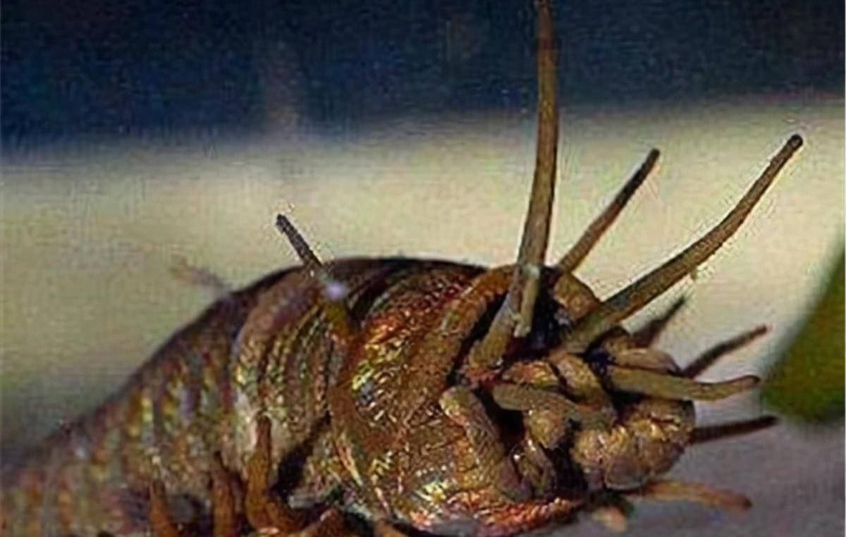 世界上最恶心的生物之一—蛀船虫_手机搜狐网