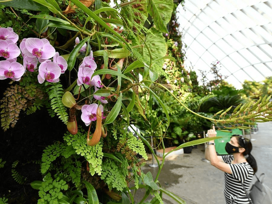 新加坡滨海湾花园 植物生机勃勃-搜狐大视野-搜狐新闻