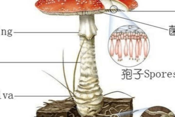 武陵山珍|蘑菇记|以科学的名义,鉴别各种常见食用菌_真菌_孢子_菇类
