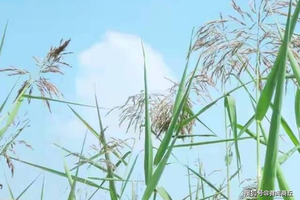 惜别·青春的落叶_商丘市_海里_歌谣