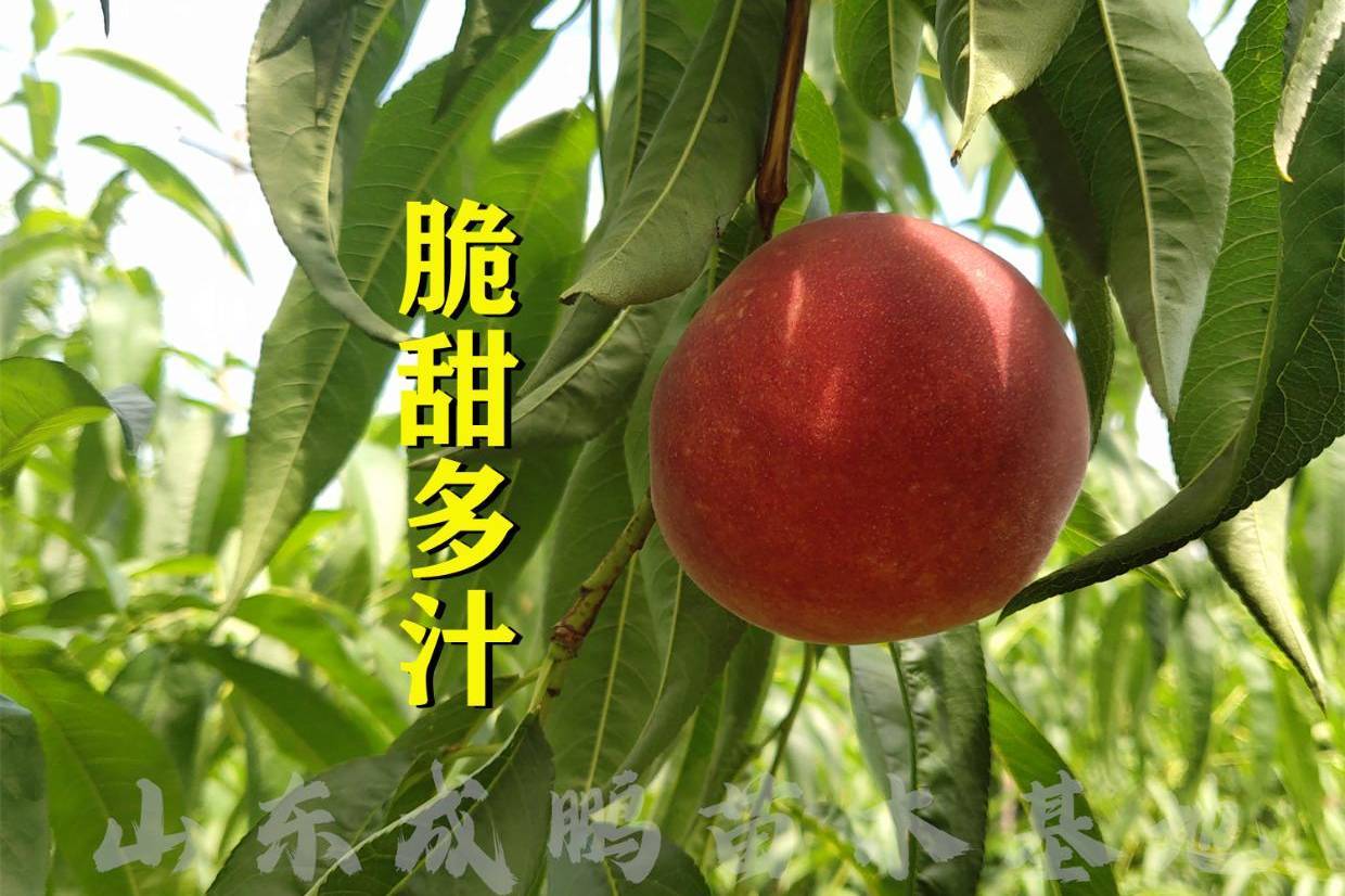 中桃14号毛桃品种介绍