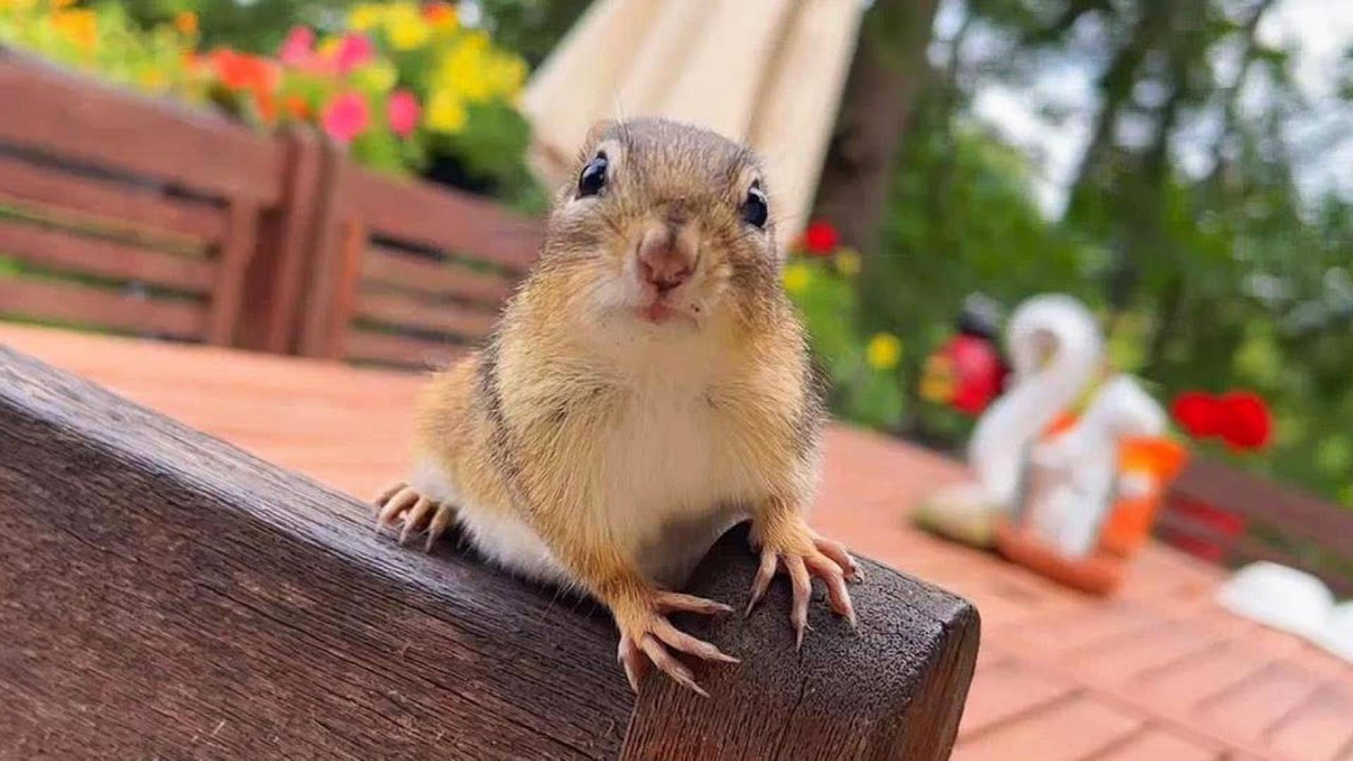 每日治愈系视频,爱吃瓜子的花栗鼠