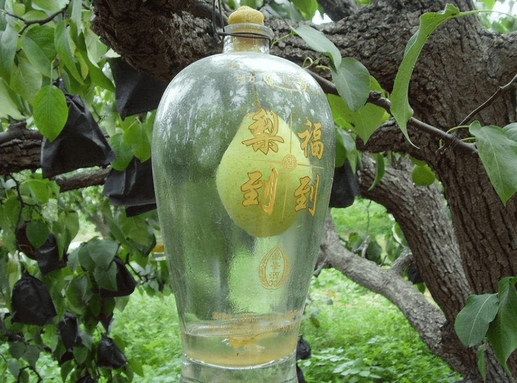 原来,五粮液酒厂趁梨子还没长大时候,就已经把瓶子套在梨子上了,梨子