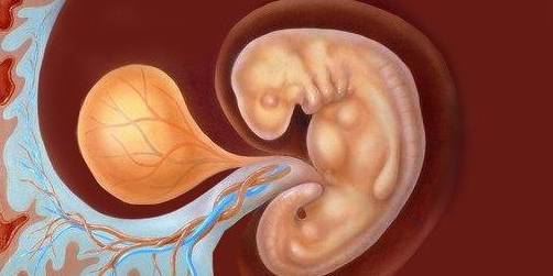 八周胎儿b超图图片