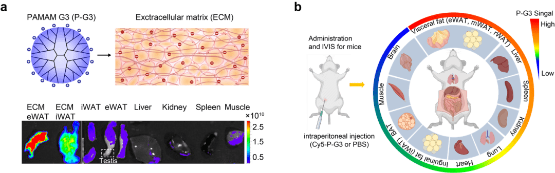 通過p-g3常用全身給藥途徑腹腔注射小鼠,研究人員發現p-g3在各個內臟