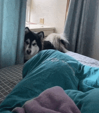 女子测出阳性后,狗狗守在床边3天不吃不喝:是宠物更是家人_主人_孩子