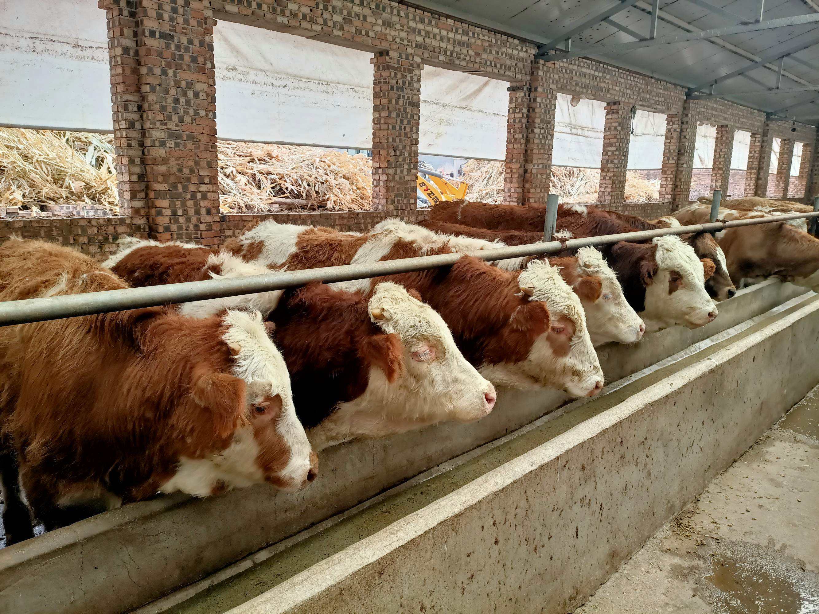 养羊风险大还是养牛风险大?_繁殖_母羊_养殖