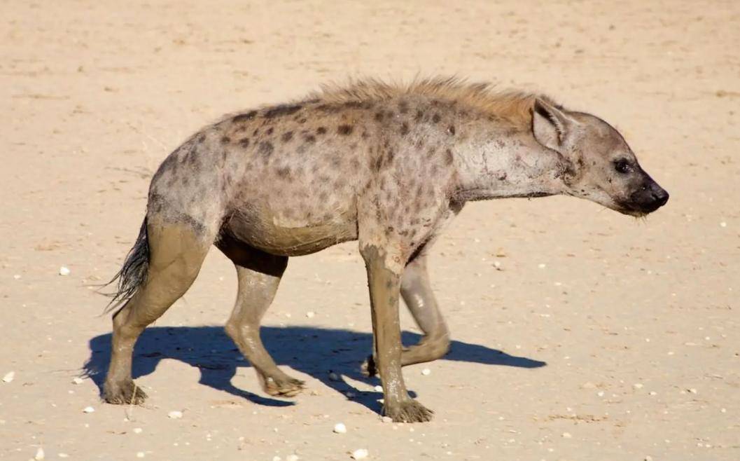 作为非洲二哥的鬣狗,不怕狮子却怕非洲人?非洲人是怎么对它的?