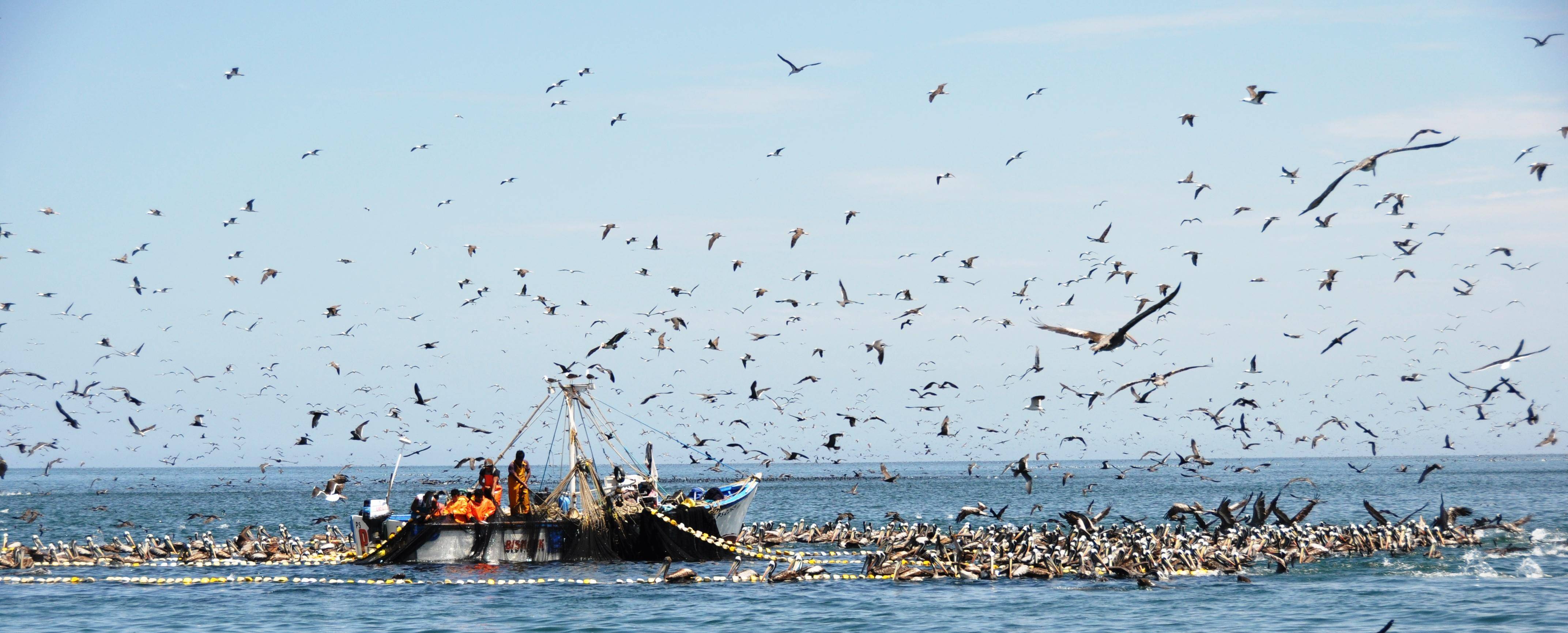 秘鲁渔场上升流图片