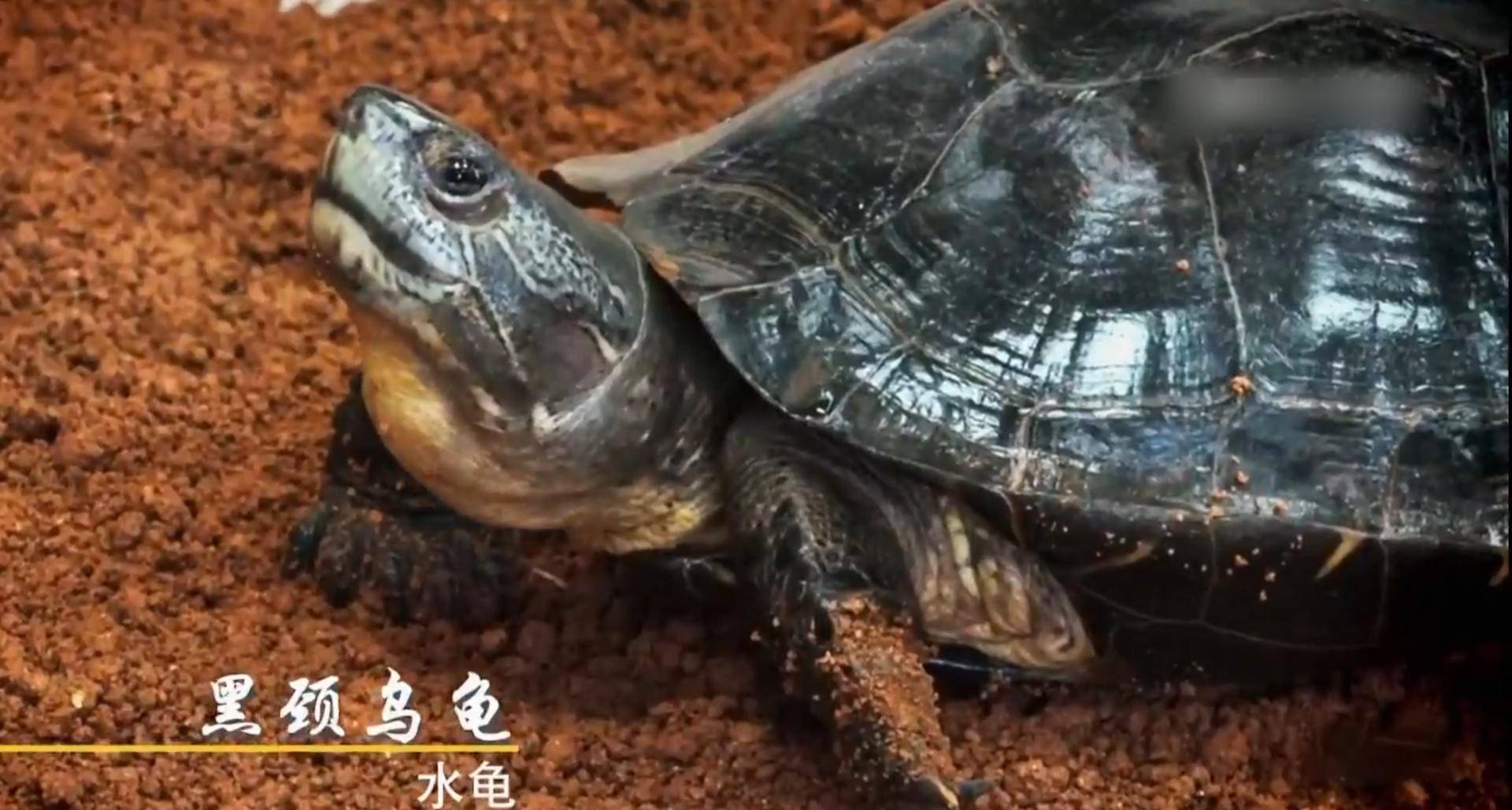 思前想后,他把目光放到了另一种珍稀龟——黑颈龟身上.