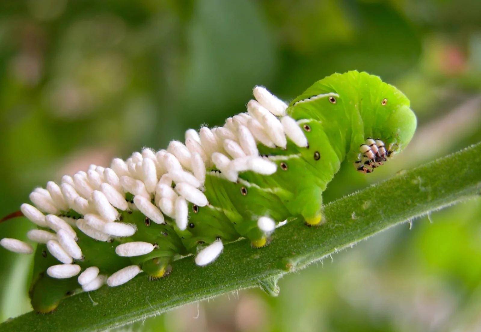 茧蜂,以自然界最狠的方式,编辑了毛虫的基因,让其获益