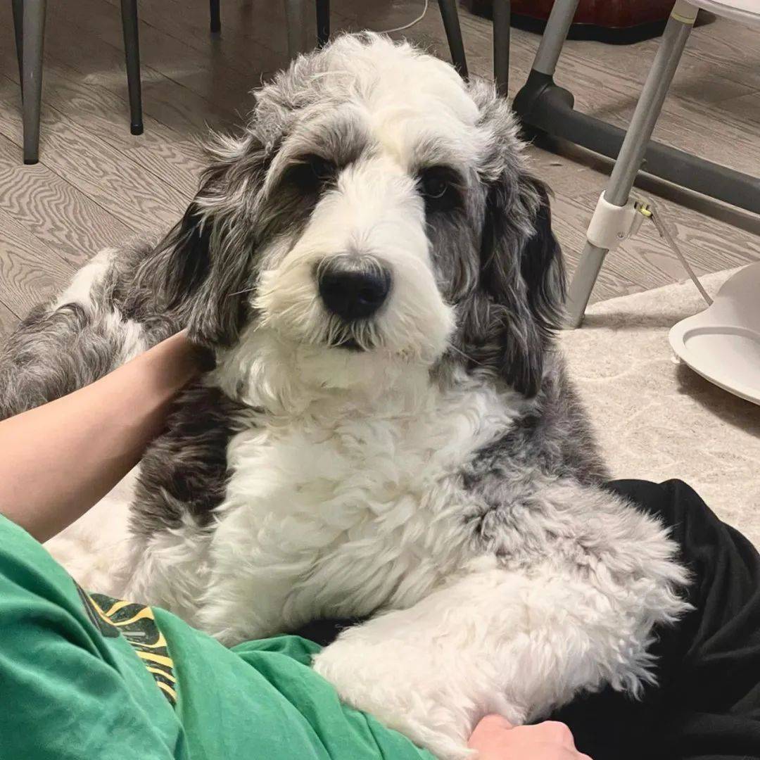 寵物資訊粉絲團- 你家那隻看到球就發瘋、連「坐下」都要看心情才做的毛孩，可能這輩子都成不了學霸了！🐶  英國最新研究顯示，全世界只有極少數的「天才狗」能記住數百種玩具的名字，而關鍵竟然不是靠訓練，而是天生的「好奇心」與「定力」。  這真的不是在開玩笑，樸茨茅斯 ..., image size:1080x1080